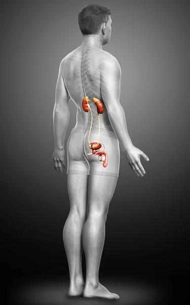 Rendered Medically Accurate Illustration Kidneys — Stock Photo, Image