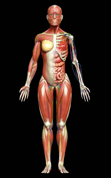 Görs Medicinskt Korrekt Den Kvinnliga Anatomin — Stockfoto