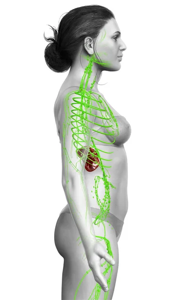 Gerenderte Medizinisch Genaue Darstellung Eines Weiblichen Lymphsystems — Stockfoto