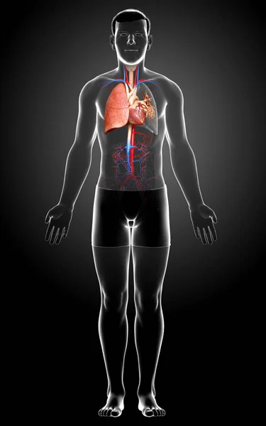 Rendered Medically Accurate Illustration Male Lung Anatomy — Stock Photo, Image