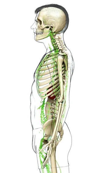 Renderizado Ilustración Médicamente Precisa Sistema Linfático Masculino — Foto de Stock