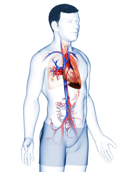 Візуалізація Медично Точна Ілюстрація Чоловічої Анатомії Легень — стокове фото