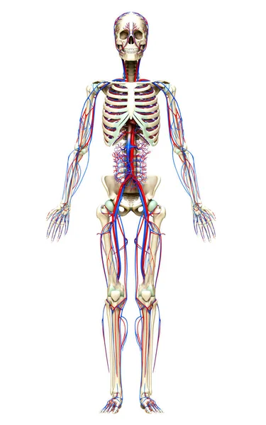 Renderowane Medycznie Dokładna Ilustracja Układu Krążenia Szkieletu — Zdjęcie stockowe