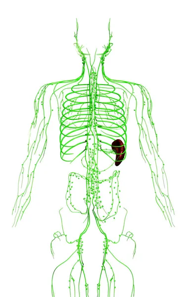 Gjort Medicinsk Korrekt Illustration Lymfesystemet - Stock-foto