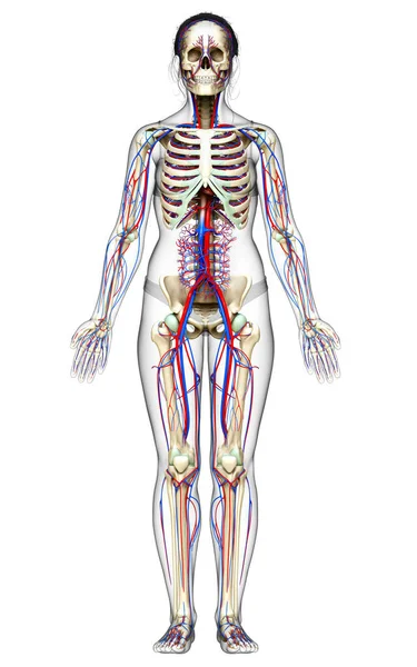 3D tıbbi olarak kadın kalbinin doğru bir çizimi.