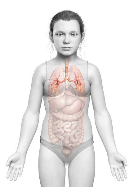 Ілюстрація Larynx Trachea Bronchi Part Respiratory System — стокове фото