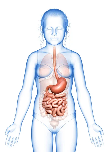 Renderizado Ilustração Medicamente Precisa Estômago Menina Jovem Intestino Delgado — Fotografia de Stock