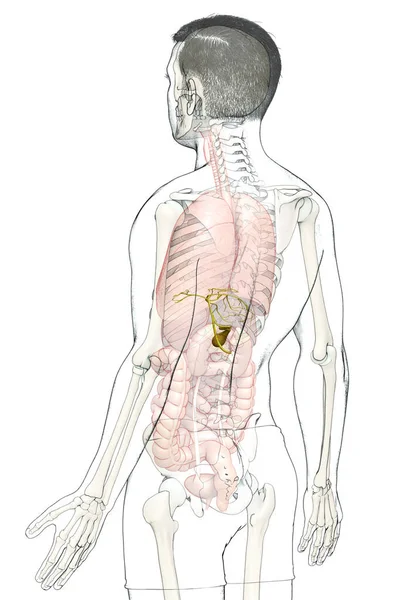 Оказана Медицинская Точная Иллюстрация Мужских Органов Желчного Пузыря Анатомии — стоковое фото