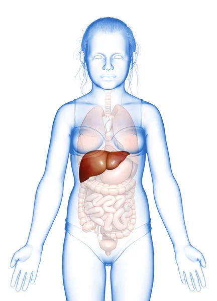 Gerenderte Medizinisch Korrekte Illustration Des Jungen Mädchens Leberanatomie — Stockfoto