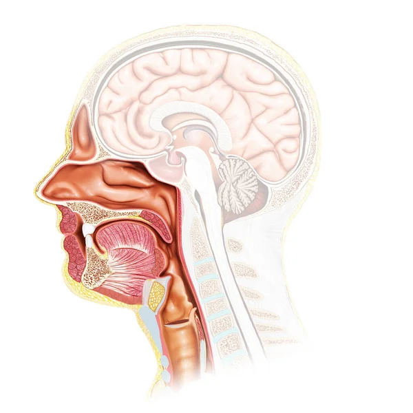 Erkek trakea ve özofagus anatomu 3 boyutlu, tıbben doğru.