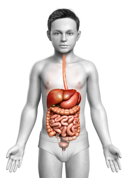 Görs Medicinskt Korrekt Illustration Pojke Matsmältningssyste — Stockfoto