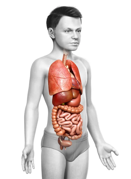 Renderizado Ilustración Médicamente Precisa Niño Sistema Digestivo — Foto de Stock