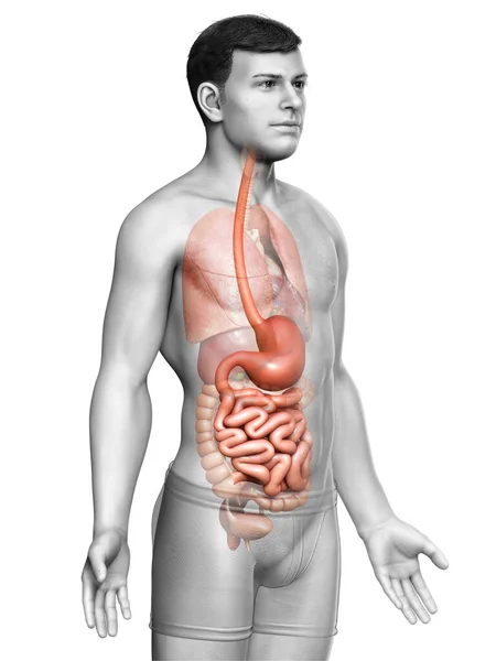 Renderizado Ilustración Médicamente Precisa Estómago Masculino Intestino Delgado — Foto de Stock