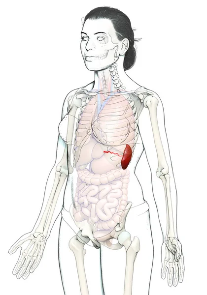 Renderizado Ilustración Médicamente Precisa Una Anatomía Del Bazo Femenino — Foto de Stock