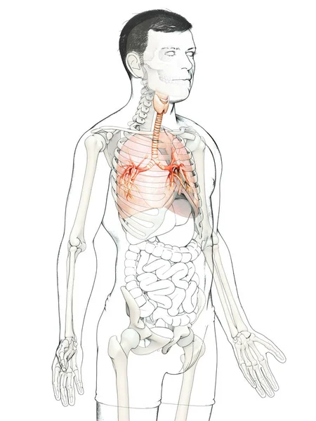 Illustration Der Kehlkopftrachea Bronchi Teil Des Respiratorischen Systems — Stockfoto