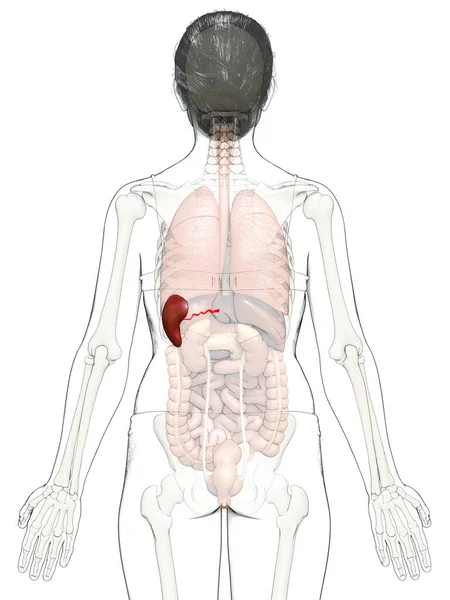 Renderizado Ilustração Medicamente Precisa Uma Anatomia Baço Feminino — Fotografia de Stock