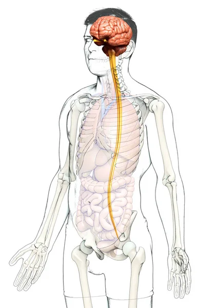 Rendu Illustration Médicalement Précise Cerveau Masculin — Photo