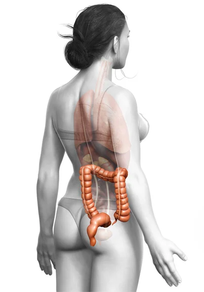 Rendu Illustration Médicalement Précise Anatomie Gros Intestin Féminin — Photo