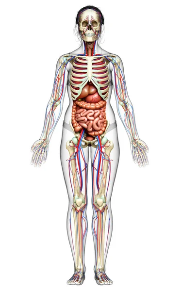 3D对女性内脏 骨骼和循环系统进行了准确的医学描述 — 图库照片