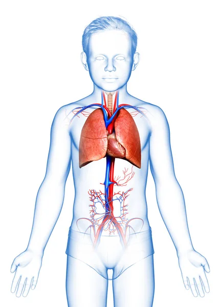 Візуалізована Медично Точна Ілюстрація Анатомії Легень Молодого Хлопчика — стокове фото
