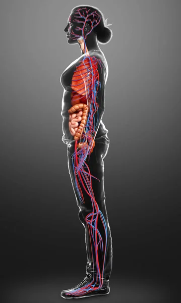 Reso Illustrazione Clinicamente Accurata Degli Organi Interni Femminili Del Sistema — Foto Stock