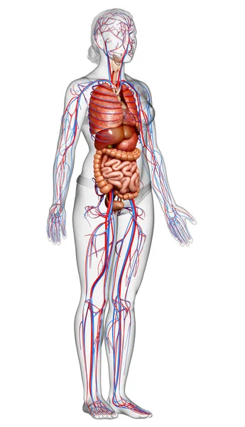 Gjorde Medicinskt Korrekt Illustration Kvinnliga Inre Organ Och Cirkulationssystemet — Stockfoto