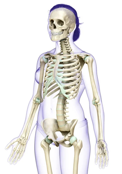 3Dレンダリングされた女性の骨格系の医学的に正確なイラスト — ストック写真