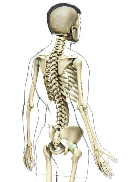 Рендеринг Медицинская Точная Иллюстрация Мужской Скелетной Системы — стоковое фото