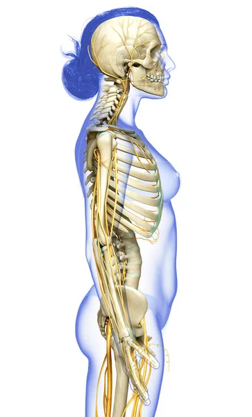 Renderowane Medycznie Dokładna Ilustracja Żeńskiego Układu Nerwowego Szkieletu — Zdjęcie stockowe