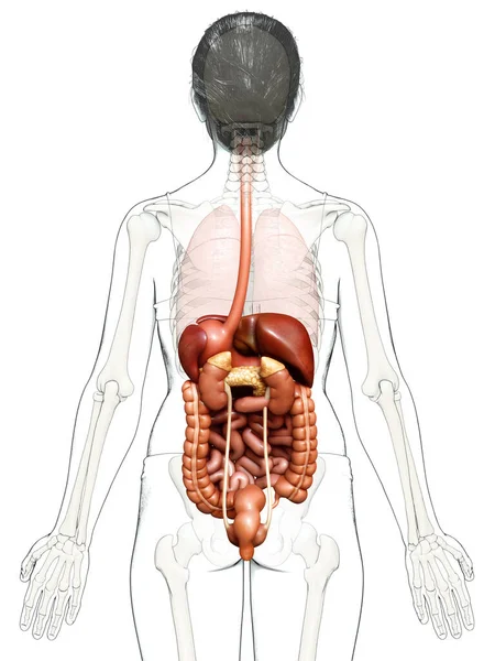 Renderizado Ilustración Médicamente Precisa Del Sistema Digestivo Femenino — Foto de Stock