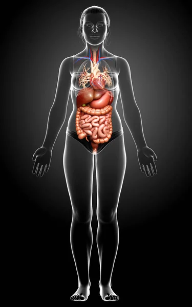 Reso Illustrazione Clinicamente Accurata Del Sistema Digestivo Femminile — Foto Stock