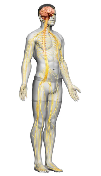 Renderizado Ilustración Médicamente Precisa Sistema Nervioso Masculino —  Fotos de Stock