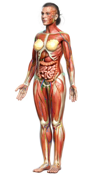 Darstellung Der Weiblichen Anatomie Medizinisch Korrekt — Stockfoto