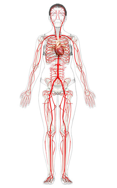 3d оказана медицинская точная иллюстрация женских артерий
