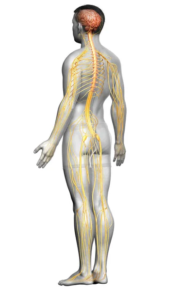 Lékařsky Přesné Ilustrace Mužského Nervového Systému — Stock fotografie