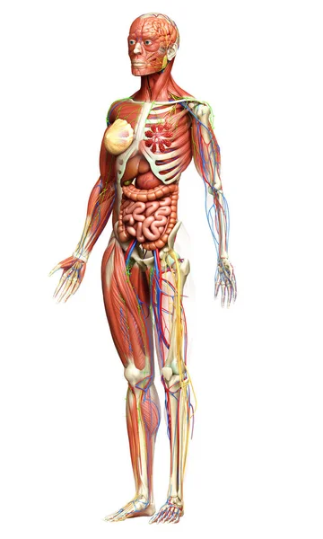 Görs Medicinskt Korrekt Den Kvinnliga Anatomin — Stockfoto