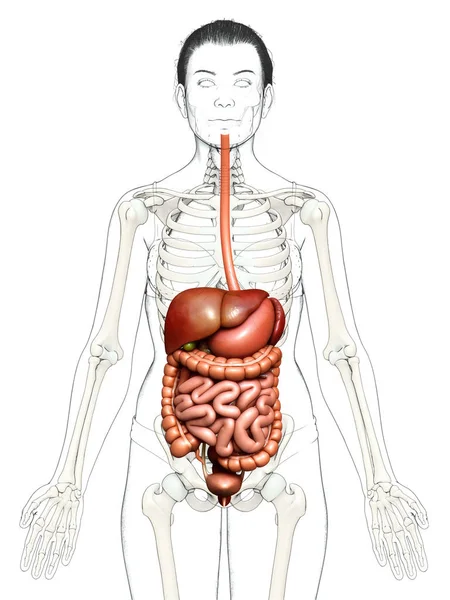 Renderizado Ilustração Medicamente Precisa Órgãos Internos Femininos — Fotografia de Stock