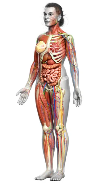 Оказали Медицинскую Точность Женской Анатомии — стоковое фото