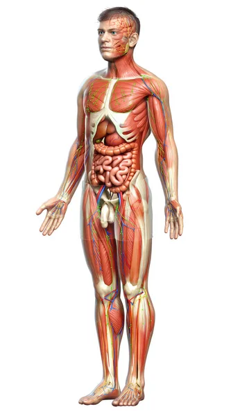 Rendu Médicalement Précis Anatomie Masculine — Photo