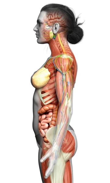 Resi Medicalmente Accurati Dell Anatomia Femminile — Foto Stock