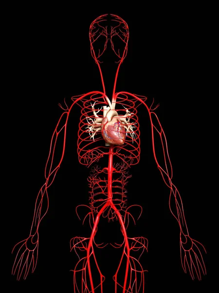 Representada Ilustración Médicamente Precisa Las Arterias — Foto de Stock