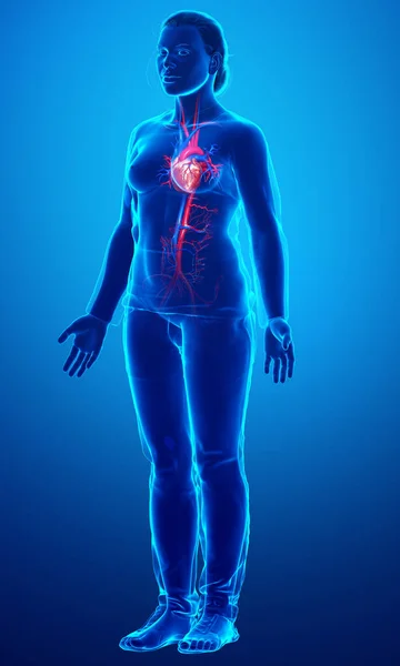 Gerenderte Medizinisch Korrekte Darstellung Des Weiblichen Herzens — Stockfoto