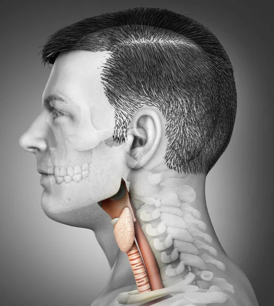 Renderizado Ilustración Médicamente Precisa Anatomía Laringe Masculina —  Fotos de Stock