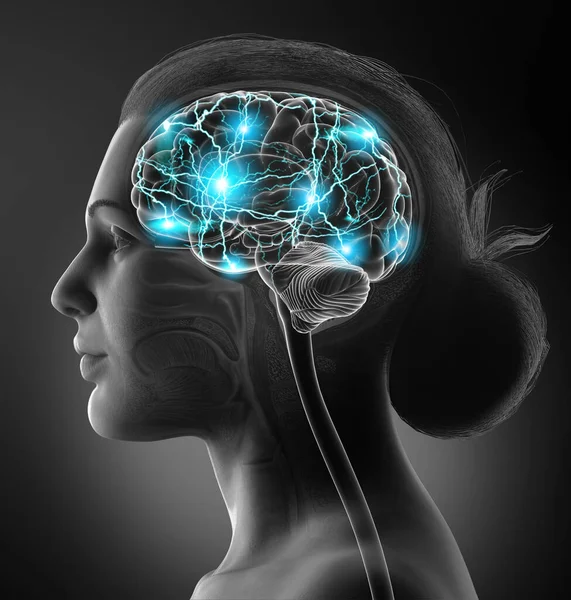 3Dレンダリングされた医学的に正確な女性の脳のイラストです — ストック写真
