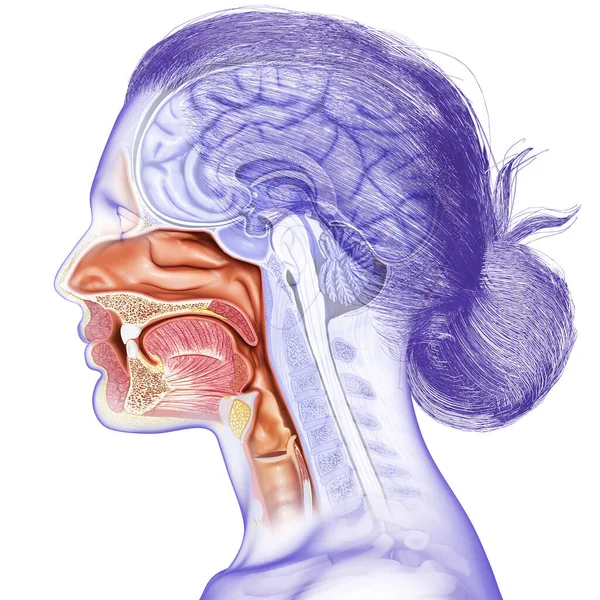 Reso Illustrazione Clinicamente Accurata Trachea Femminile Anatomo Esofago — Foto Stock