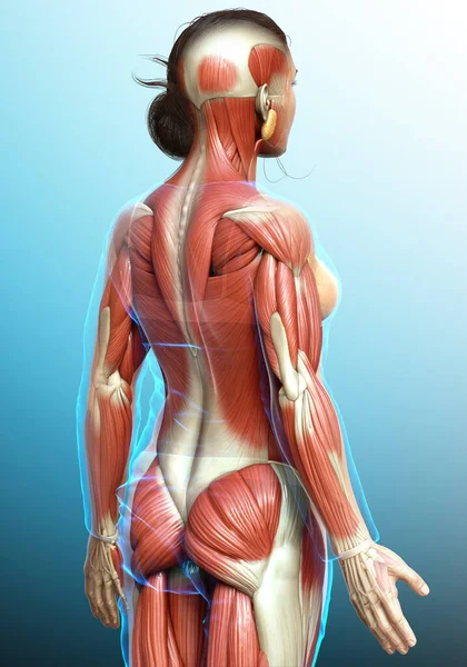 Renderizado Ilustração Medicamente Precisa Sistema Muscular Feminino — Fotografia de Stock