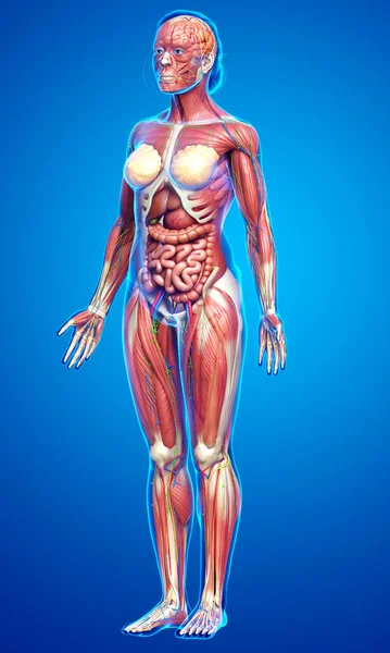 Görs Medicinskt Korrekt Den Kvinnliga Anatomin — Stockfoto