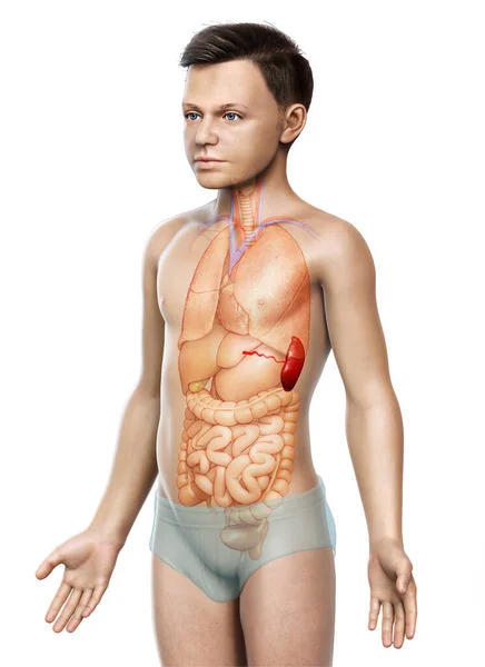 Provedení Lékařsky Přesné Ilustrace Mladého Chlapce Sleziny Anatom — Stock fotografie