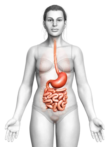 Renderizado Ilustración Médicamente Precisa Estómago Femenino Intestino Delgado — Foto de Stock