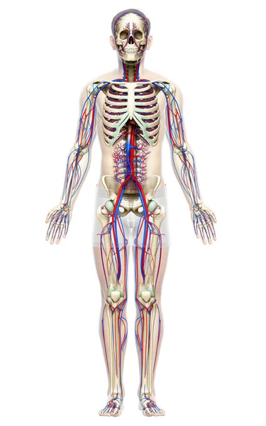 3D对男性循环系统和骨骼系统进行了医学上准确的描述 — 图库照片